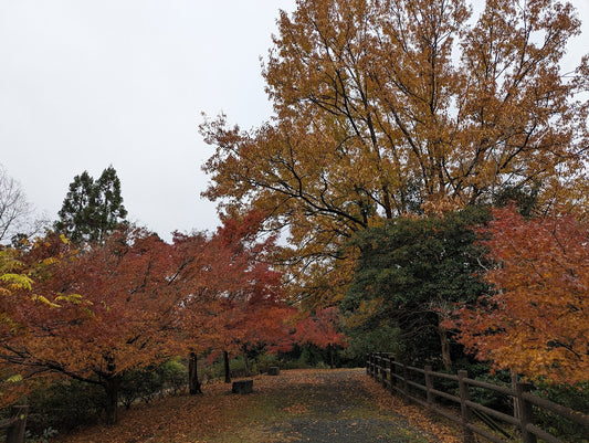 Autumn's Embrace: Japan's Transition from Summer to Fall