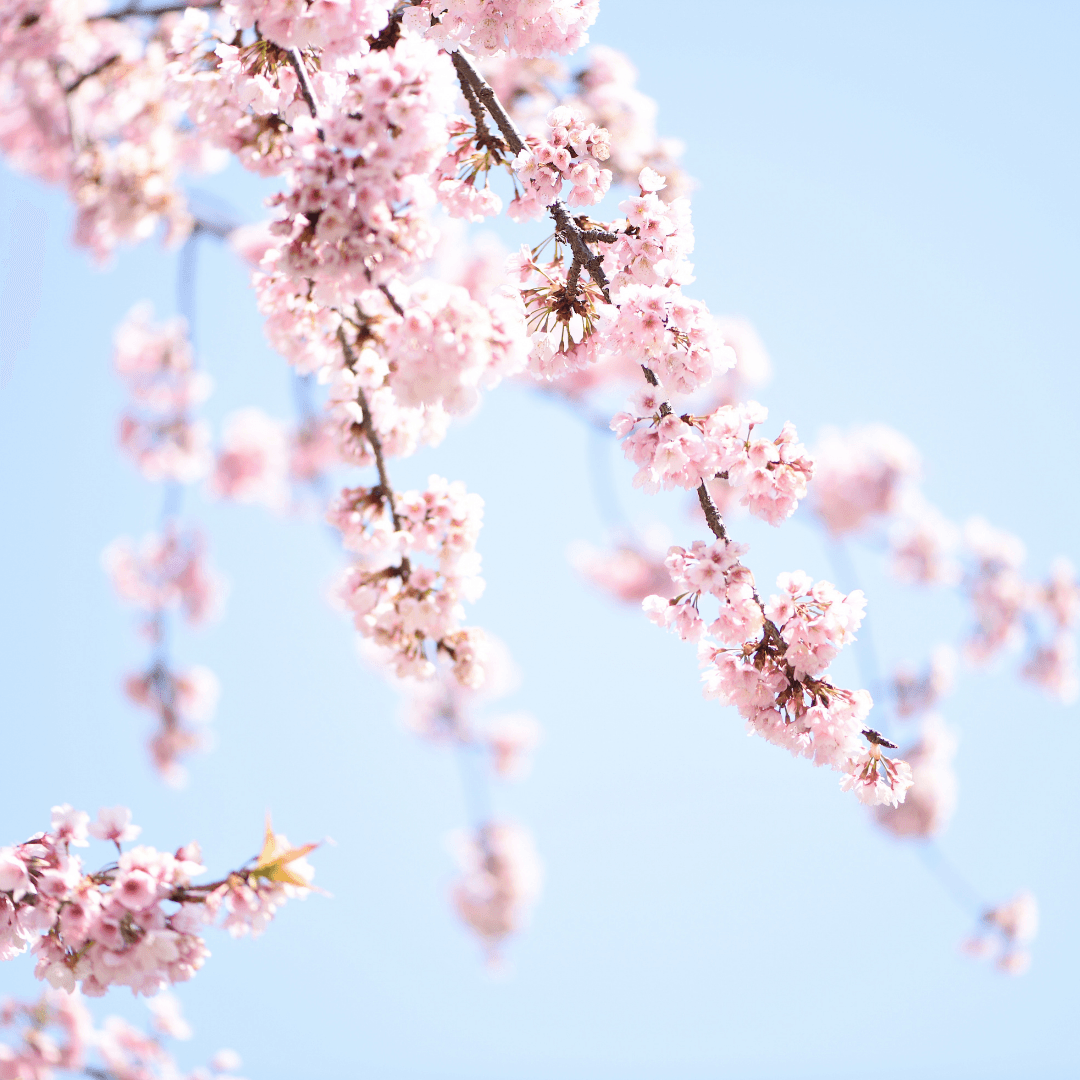 The Cherry Blossoms - Kaito Japan Design 